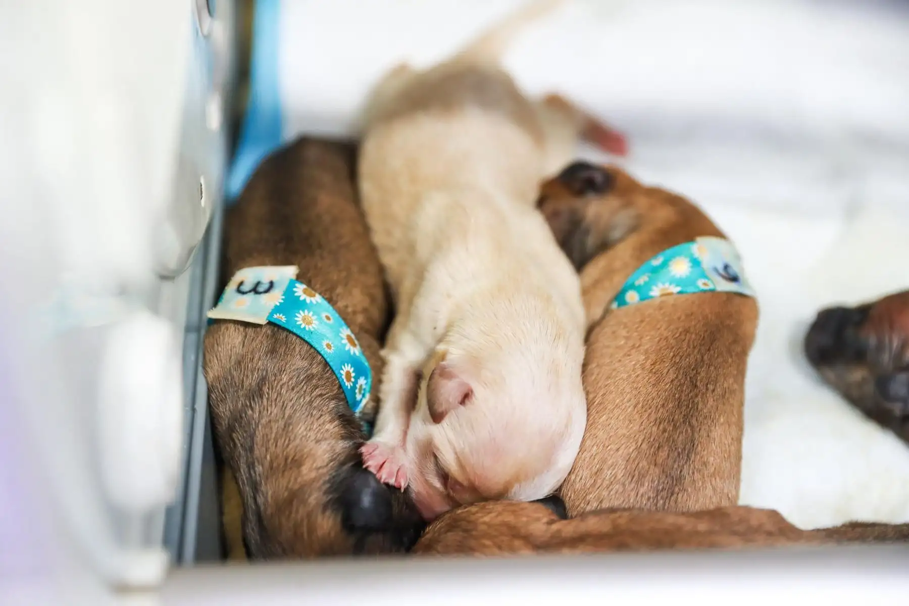 El caso evidencia la vulnerabilidad de animales recién nacidos frente al abandono.
Foto: ANDINA/Verónica Calderón Zúñiga