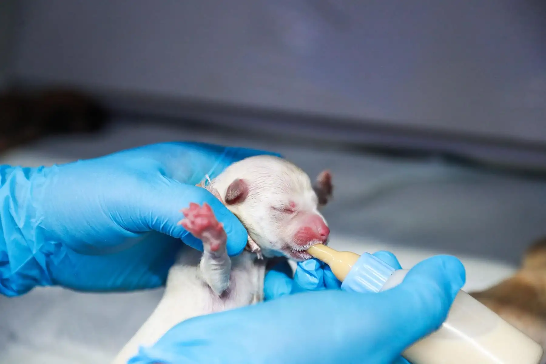El Poder Judicial del Perú recordó que la norma protege la vida y salud de los animales domésticos.
Foto:ANDINA/Verónica Calderón Zúñiga