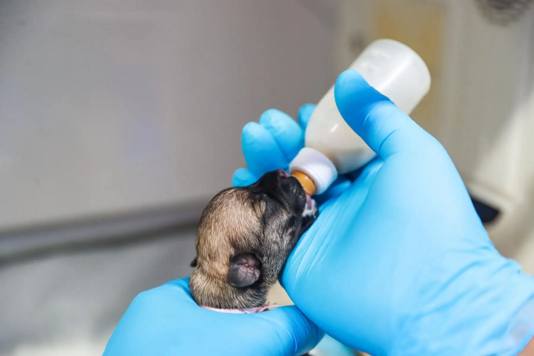 La situación de estos cachorros refuerza el llamado a la tenencia responsable y al respeto por la vida animal.
foto:ANDINA/Verónica Calderón Zúñiga