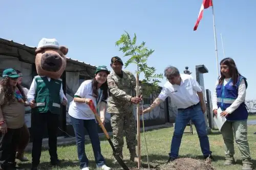 En total se colocaron 700 plantones de tara, huaranhuay y papelillo el cuartel de la Primera Brigada de las Fuerzas Especiales. Foto: SERFOR/Difusión