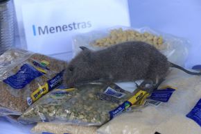 La orina de roedores como la rata tiene la bacteria que ocasiona la leptospirosis. ANDINA/Héctor Vinces