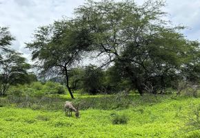 El 40 % del bosque seco de Piura ha regenerado su cobertura vegetal gracias a las lluvias intensas que se registran en esta región. ANDINA/Difusión