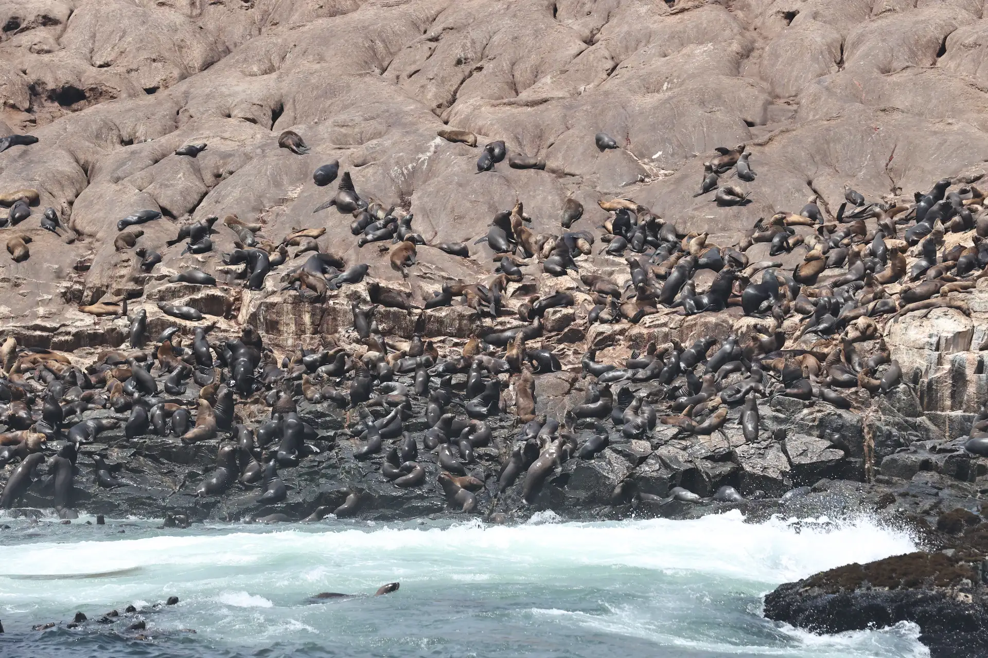 La ministra del Ambiente, Nelly Paredes, lanzó la campaña "Conecta con la Naturaleza", una invitación a hacer una pausa, despejar la mente y reconectar con nuestras áreas naturales protegidas. Luego del lanzamiento realizó una visita a las Islas Palomino donde avistó lobos marinos.
Foto: ANDINA/ Juan Carlos Guzmán Negrini