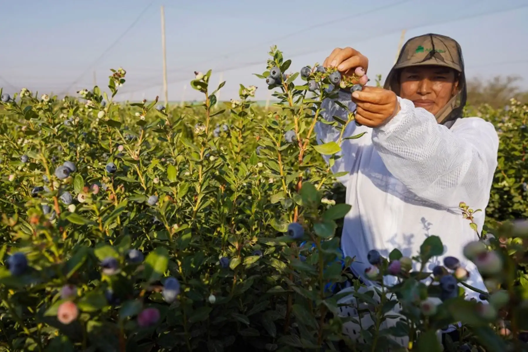 Región Ica se consolida como el tercer mayor exportador de arándanos del Perú