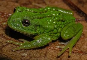 Descubren nueva especie de rana en los Andes del norte que resalta el valor único de la biodiversidad de Amazonas. ANDINA/Difusión