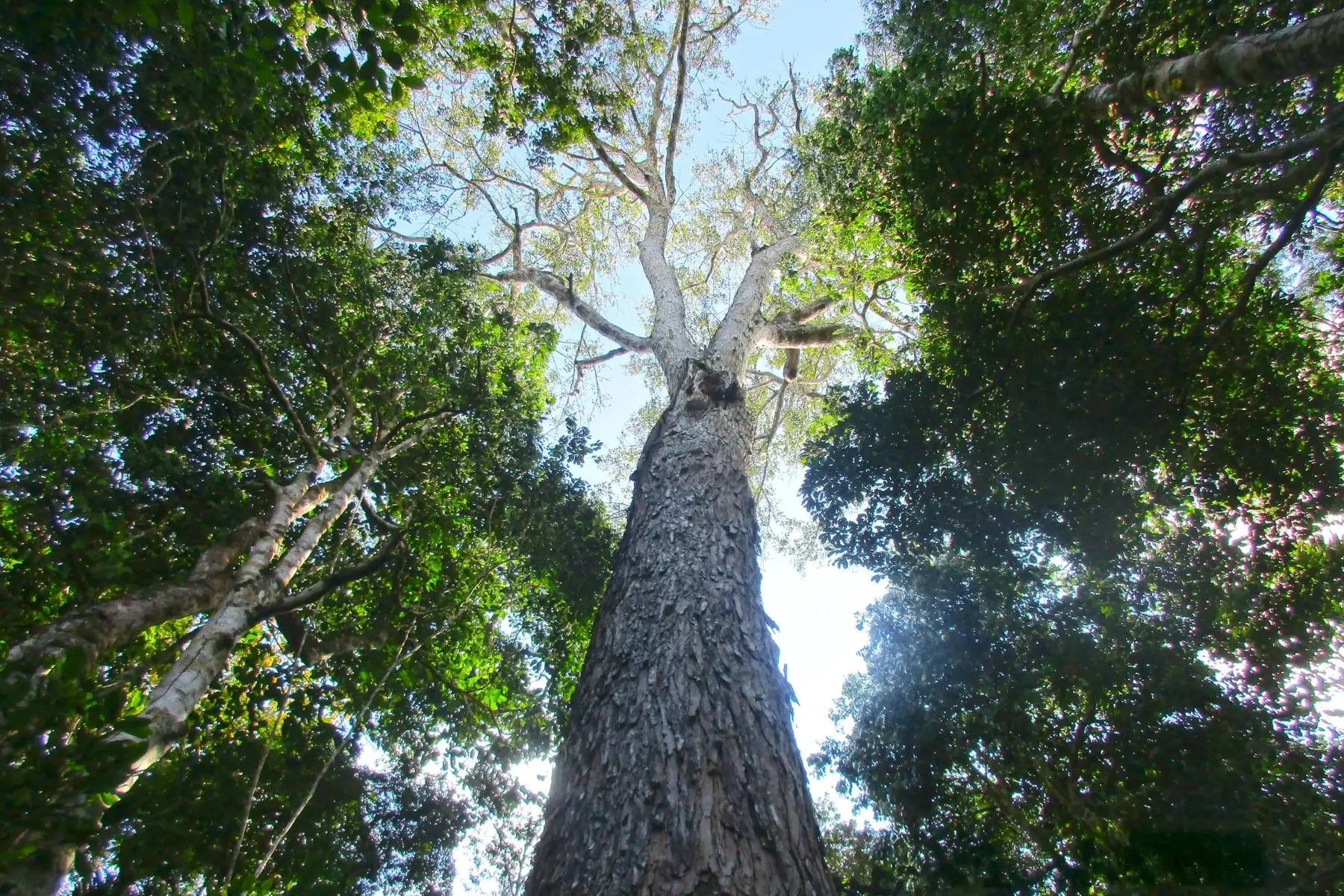 Madre de Dios: Osinfor promueve el cuidado de los bosques frente al cambio climático