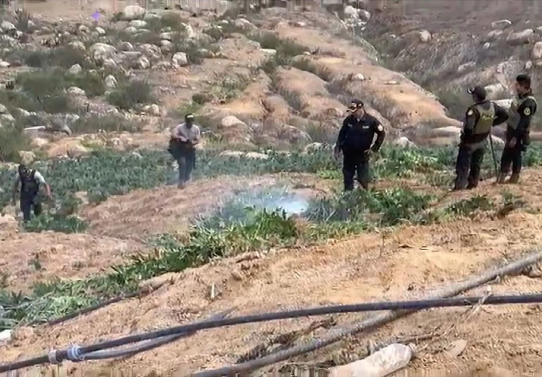 Policía Nacional destruye 120 mil plantones de marihuana sembradas en el distrito de Sayán