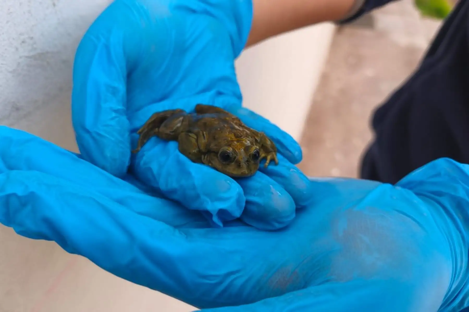 Día de las Ranas Acuáticas: lideran esfuerzos para proteger a guardianas de ecosistemas