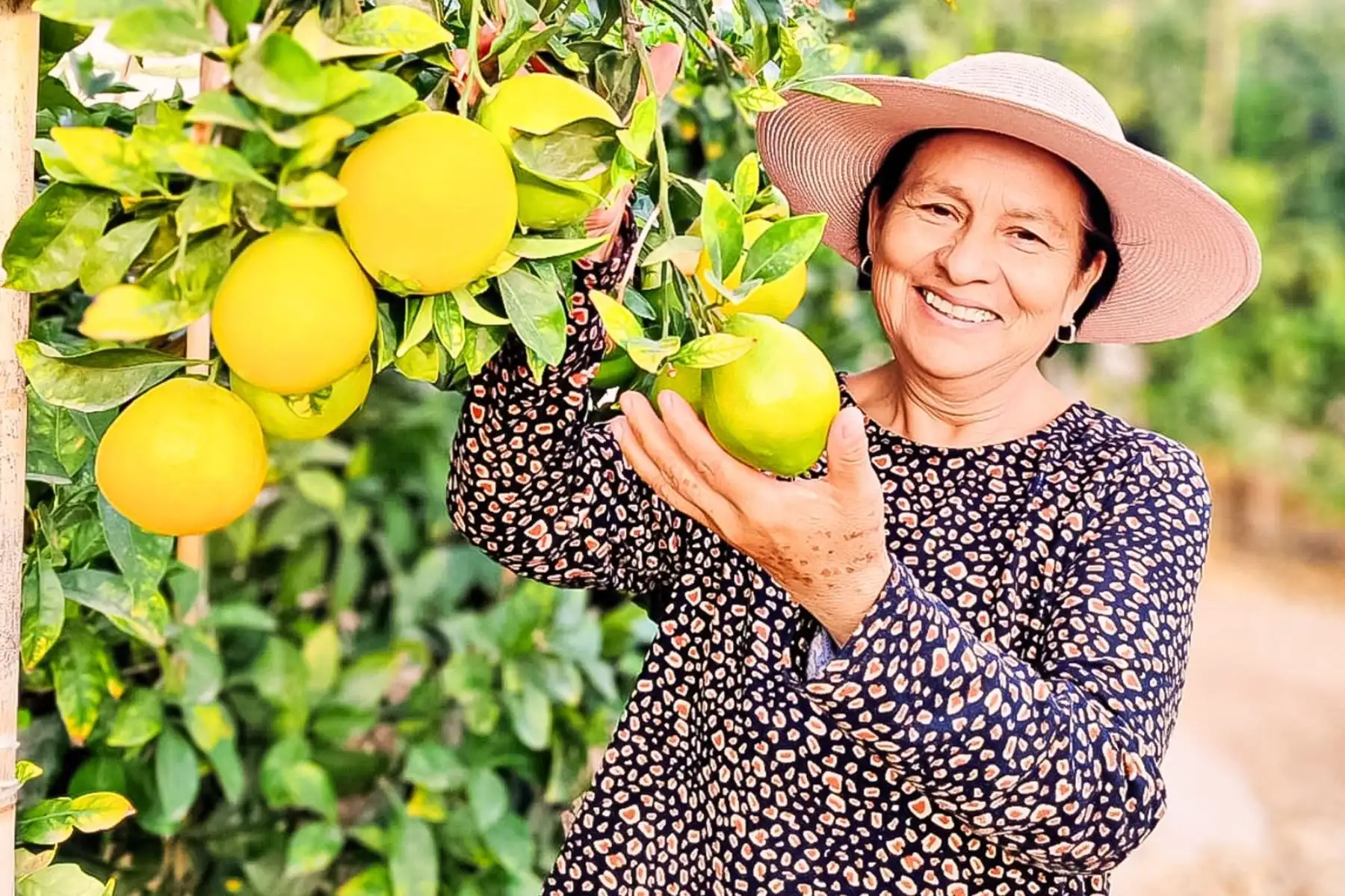 Impulsan producción de naranja para mejorar acceso a mercados