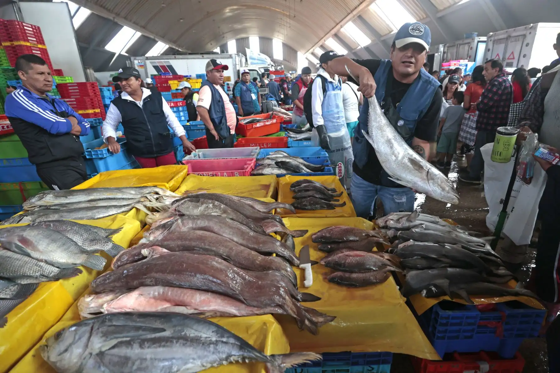 Como parte de las tradiciones por Semana Santa, numerosos limeños acudieron al Terminal Pesquero de Villa María del Triunfo para abastecerse de pescado y mariscos, en cumplimiento de la costumbre católica de evitar el consumo de carnes rojas durante estas fechas. Esta práctica, asociada al Jueves y Viernes Santo, promueve el consumo de productos hidrobiológicos como alternativa alimentaria. Foto: ANDINA/Vidal Tarqui.
