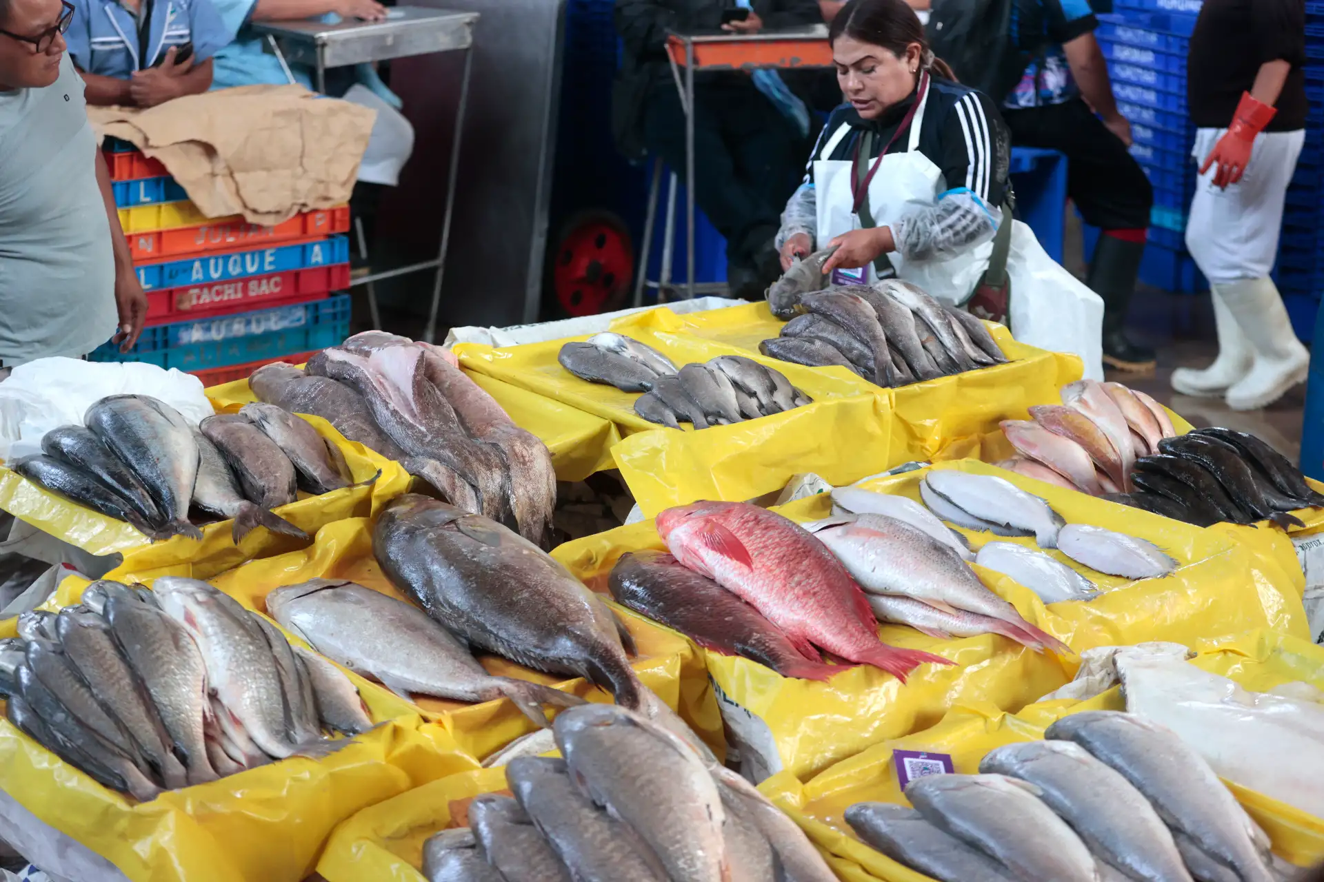 Como parte de las tradiciones por Semana Santa, numerosos limeños acudieron al Terminal Pesquero de Villa María del Triunfo para abastecerse de pescado y mariscos, en cumplimiento de la costumbre católica de evitar el consumo de carnes rojas durante estas fechas. Esta práctica, asociada al Jueves y Viernes Santo, promueve el consumo de productos hidrobiológicos como alternativa alimentaria. Foto: ANDINA/Vidal Tarqui.