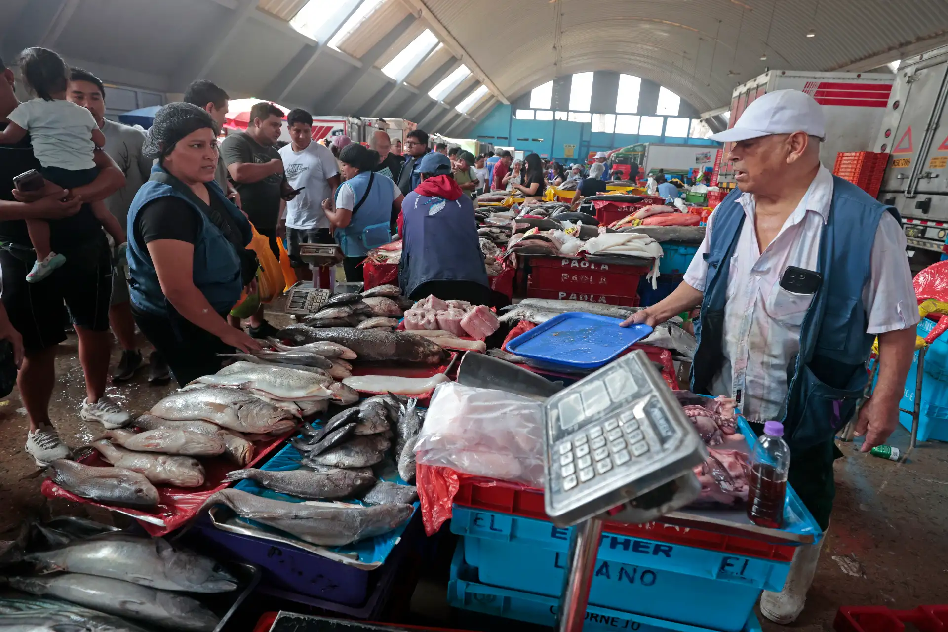 Como parte de las tradiciones por Semana Santa, numerosos limeños acudieron al Terminal Pesquero de Villa María del Triunfo para abastecerse de pescado y mariscos, en cumplimiento de la costumbre católica de evitar el consumo de carnes rojas durante estas fechas. Esta práctica, asociada al Jueves y Viernes Santo, promueve el consumo de productos hidrobiológicos como alternativa alimentaria. Foto: ANDINA/Vidal Tarqui.