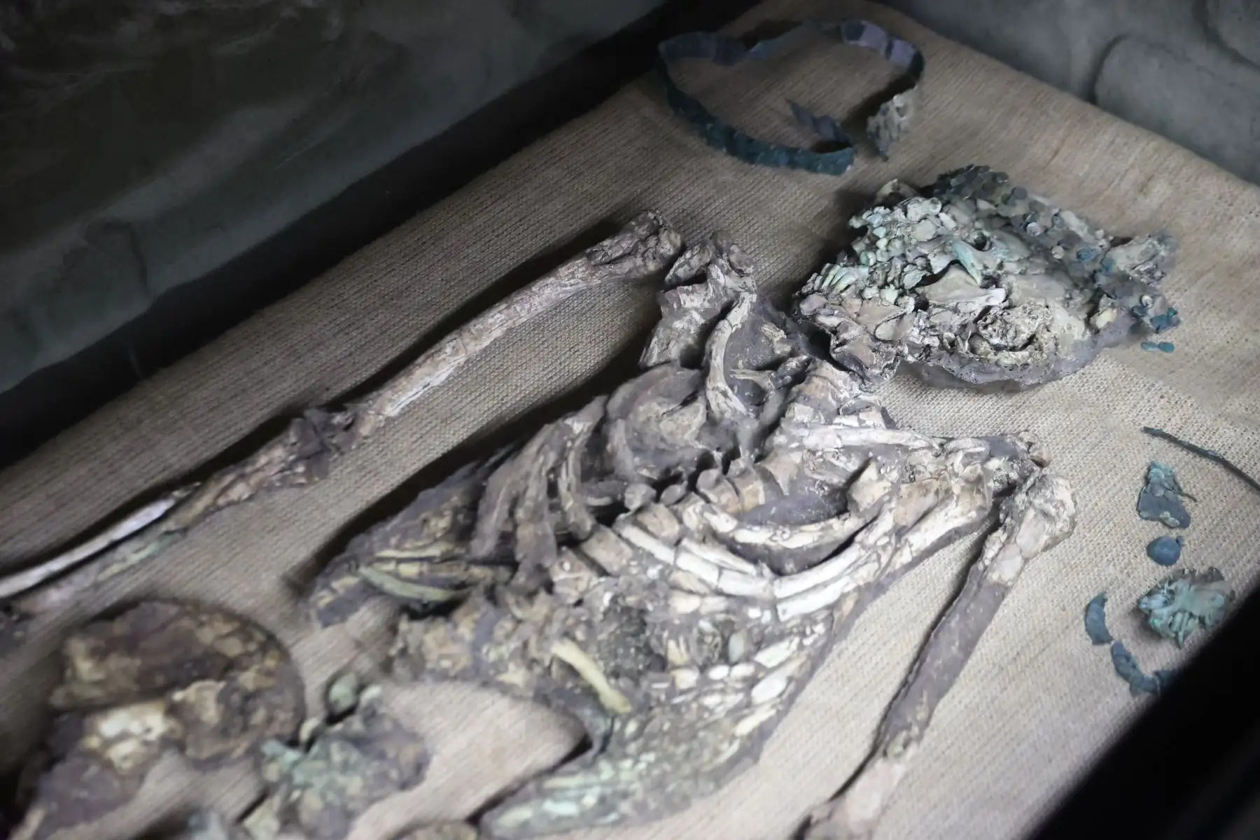 También se exhiben los objetos y restos de la tumba 15, excavada en agosto del 2009, que perteneció a un Noble Guerrero del periodo inicial Moche. Foto: ANDINA/Melina Mejía