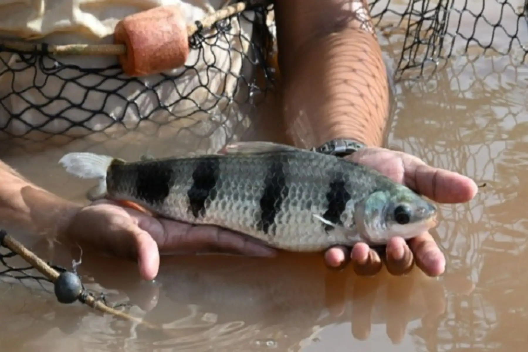 Sector Ambiente promueve crianza sostenible de lisa de cuatro bandas en la Amazonía