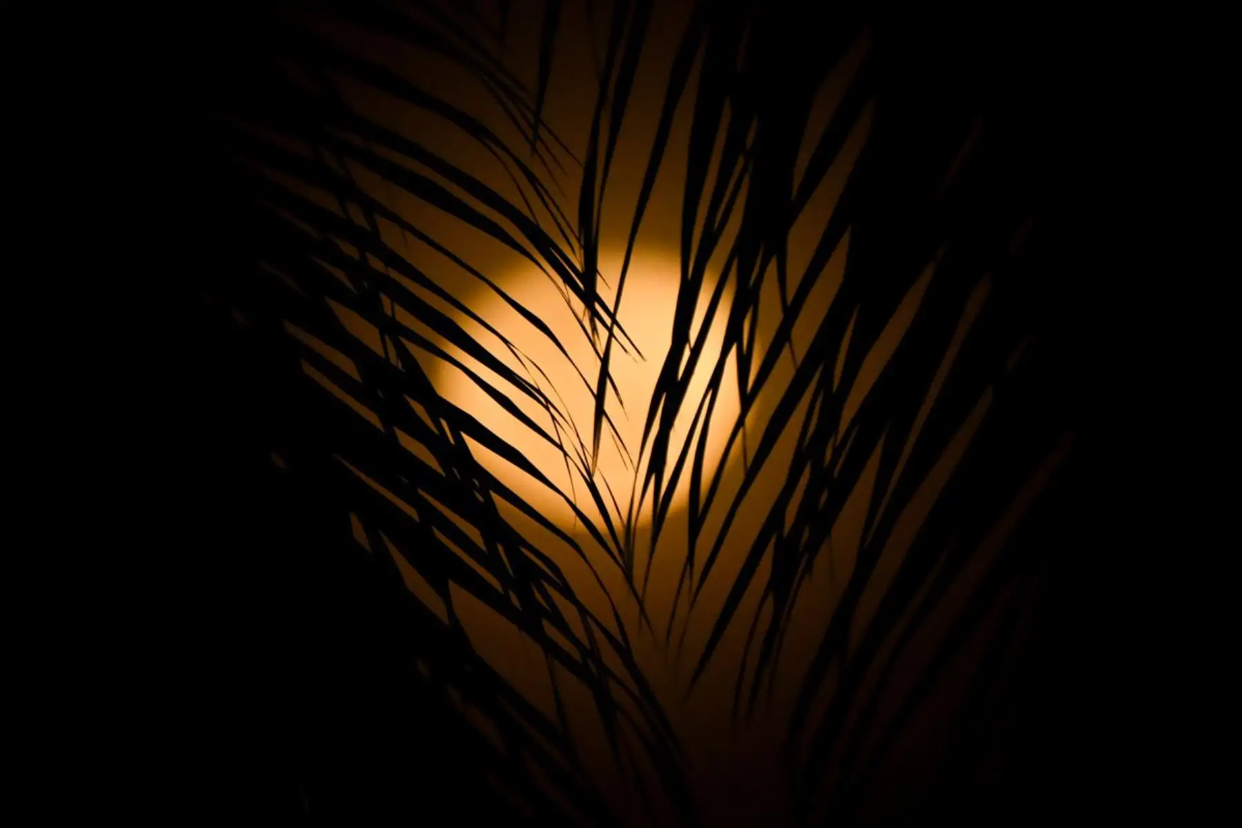 La luna menguante brilla a través de una palmera en la Bahía de Panamá, en Ciudad de Panamá. 
Foto: ANDINA/AFP