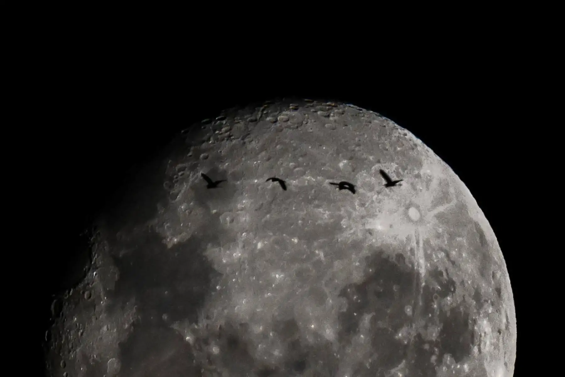 Pájaros sobrevuelan la luna gibosa menguante sobre Buenos Aires. Foto: ANDINA/AFP