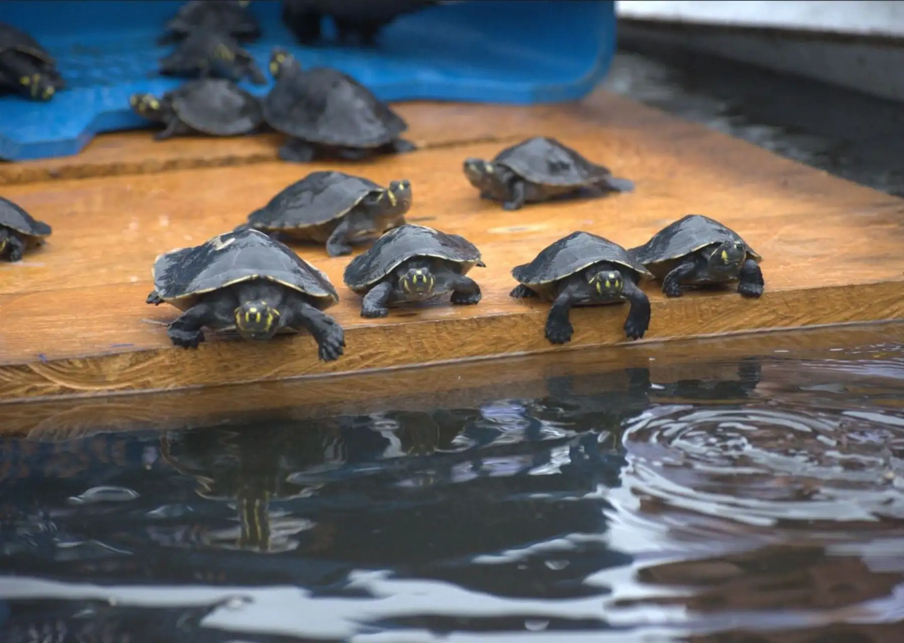 Más de 1000 tortugas amazónicas (taricayas y charapas) rescatadas del comercio ilegal de fauna silvestre fueron liberadas por el Serfor en Loreto. ANDINA/Difusión