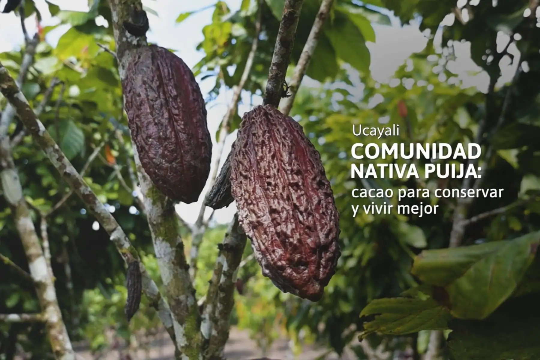 Ucayali: comunidad nativa produce cacao sostenible y conserva más de 21,000 ha de bosques