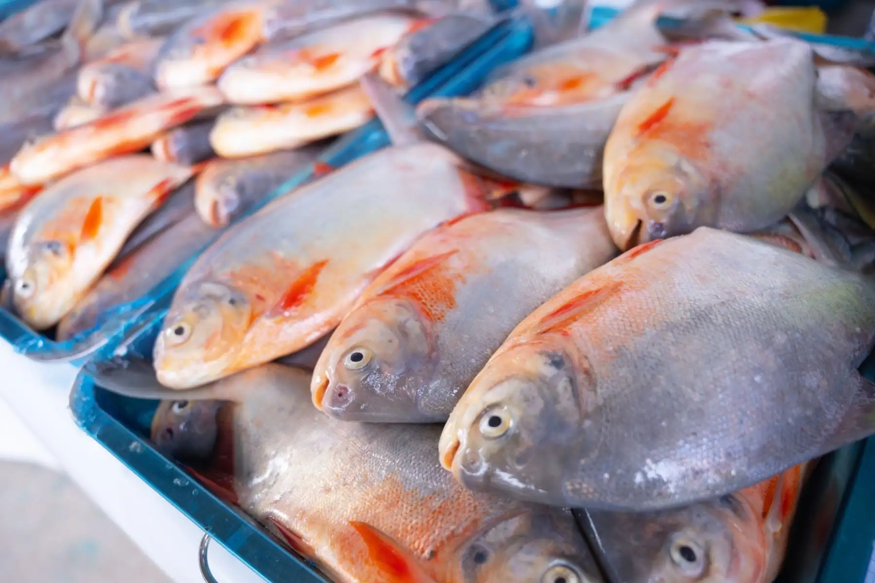 Ucayali: familias acuícolas vendieron más de 20 t de pescado amazónico en Semana Santa