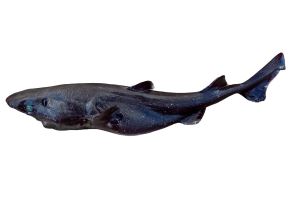 Imarpe informó el hallazgo de una especie de tiburón en el mar peruano. Esta especie habita en aguas profundas, a más de 1400 metros. ANDINA/Difusión