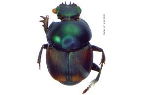 El "Canthon octodentatus" es uno de los seis escarabajos estercoleros que habitan en las Pampas del Heath, región Madre de Dios. Foto: Sernanp