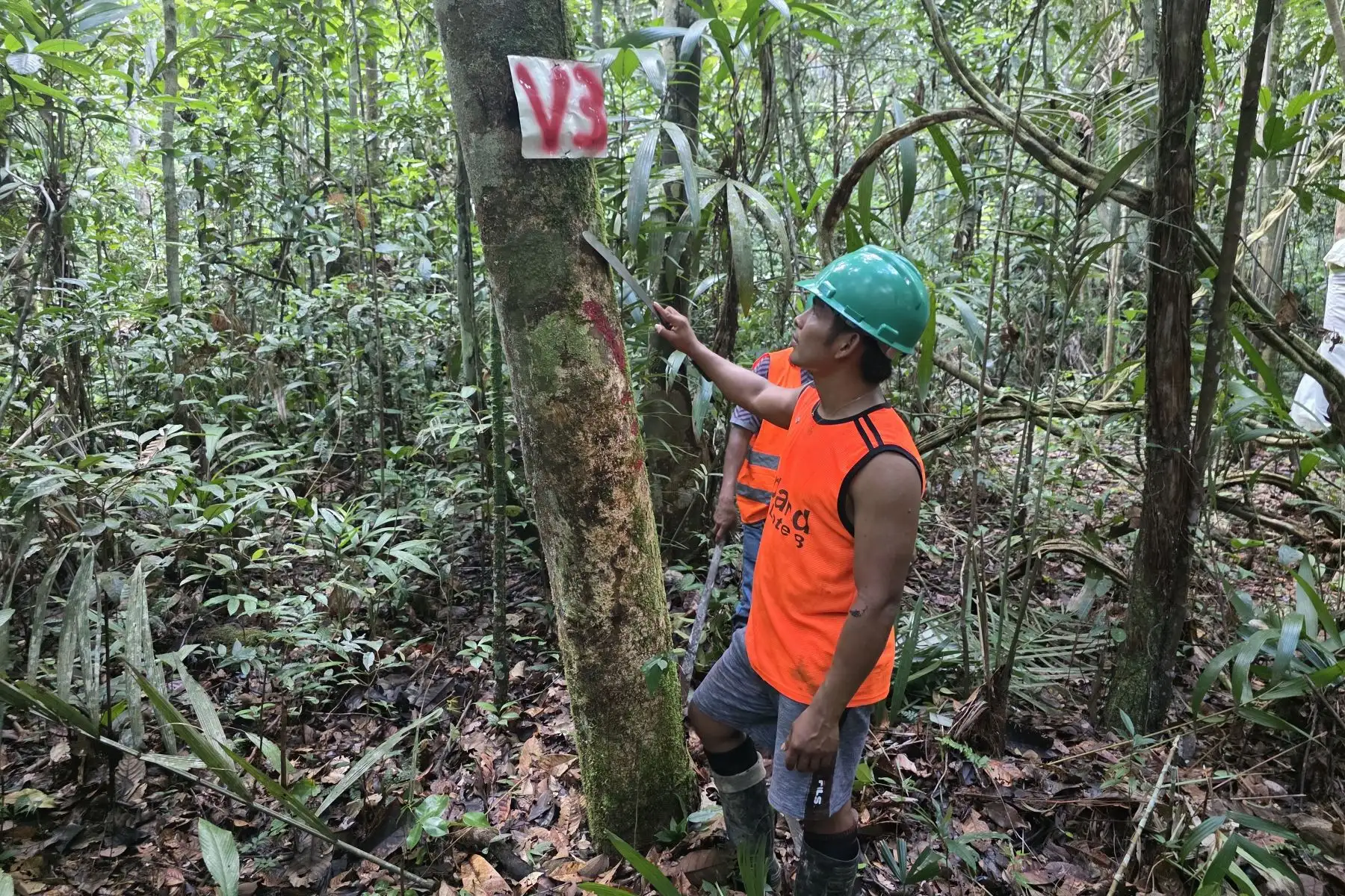 Loreto: 36 comunidades amazónicas aprovechan sus bosques y compensan multas