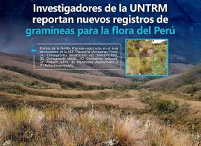 Investigadores de la Universidad Nacional Toribio Rodríguez de Mendoza descubrieron en Amazonas nuevas especies de gramíneas en área de conservación privada Tilacancha.