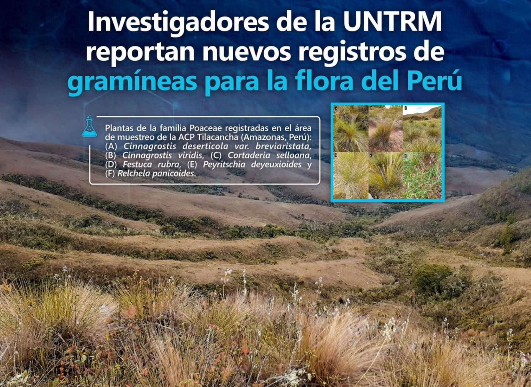 Investigadores de la Universidad Nacional Toribio Rodríguez de Mendoza descubrieron en Amazonas nuevas especies de gramíneas en área de conservación privada Tilacancha.