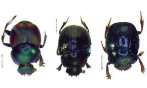 Descubren seis nuevas especies de escarabajo en el Parque Nacional Bahuaja Sonene.