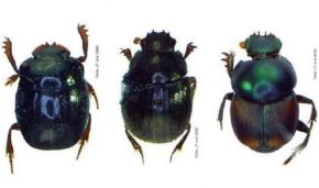 Descubren seis nuevas especies de escarabajo en el Parque Nacional Bahuaja Sonene.