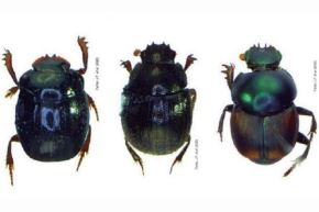 Descubren seis nuevas especies de escarabajo en el Parque Nacional Bahuaja Sonene.