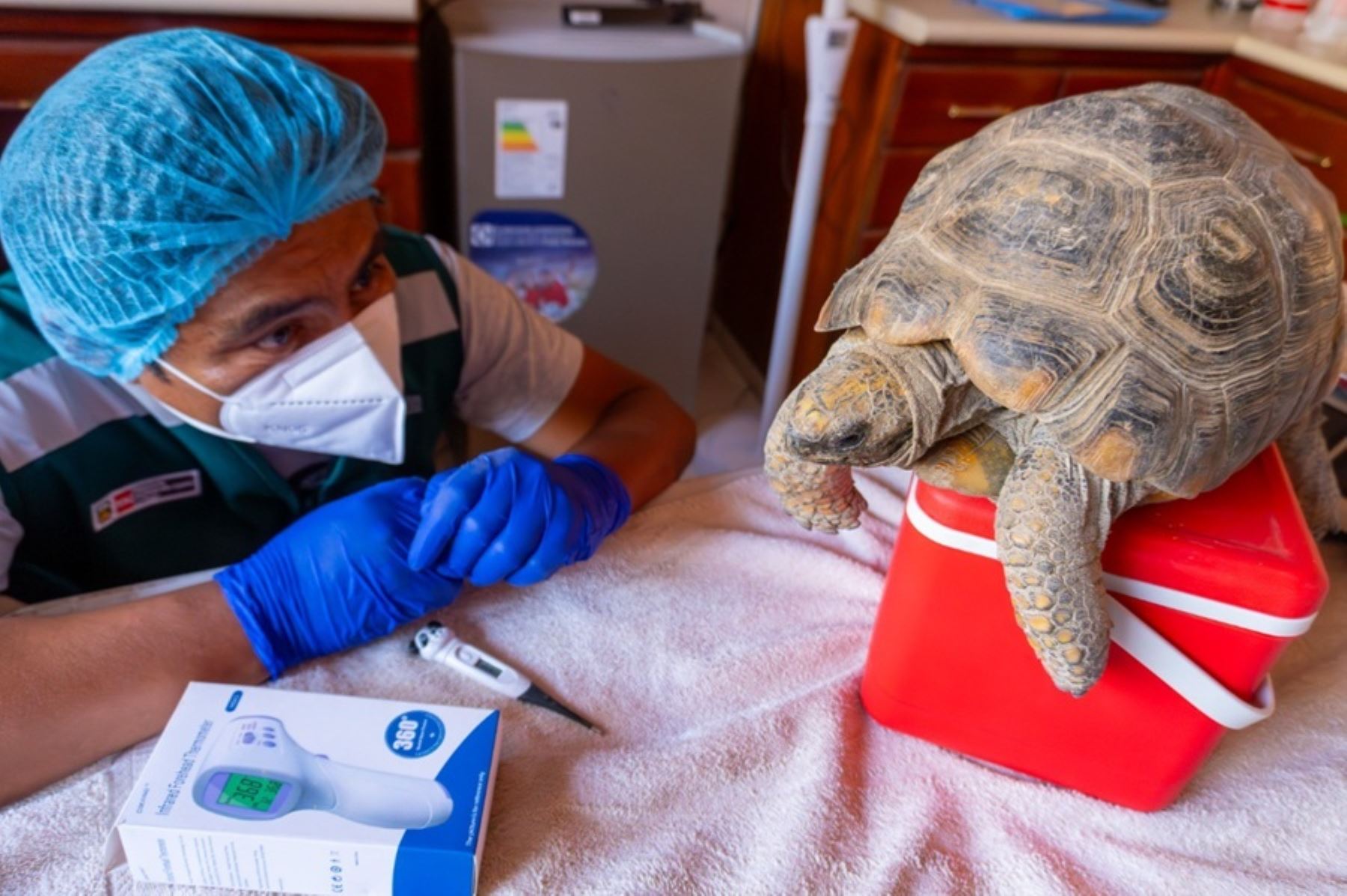 Rescate de Tortugas en Tacna: Un Llamado a la Conciencia Empresarial