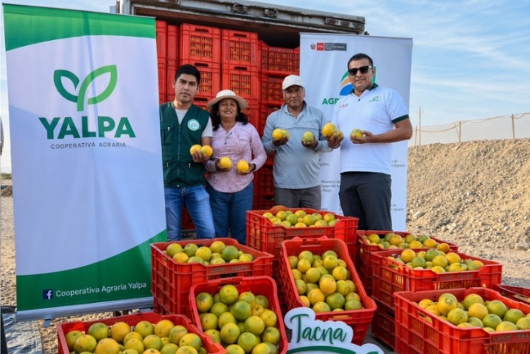 Tacna exporta naranjas a Lima: Oportunidad para MYPES peruanas