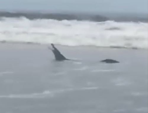 Ejemplar de cocodrilo de Tumbes aparece en el mar y sorprende a bañistas de playa Hermosa. ANDINA/Difusión