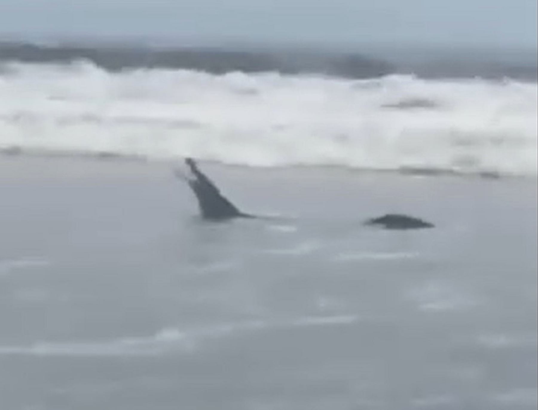 Ejemplar de cocodrilo de Tumbes aparece en el mar y sorprende a bañistas de playa Hermosa