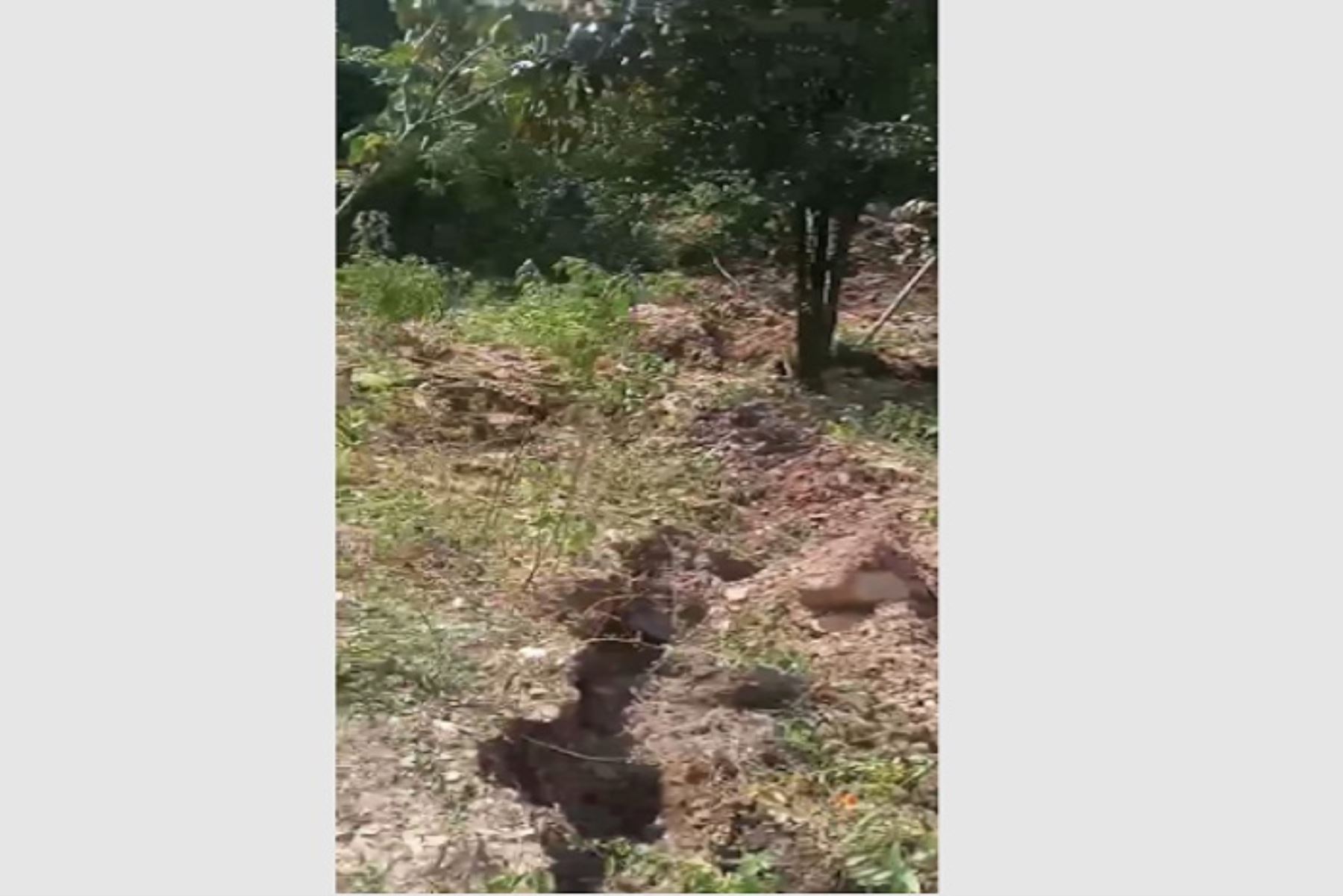 La Libertad: deslizamiento de tierra afecta 7 hectáreas de cultivos frutales en Bolívar