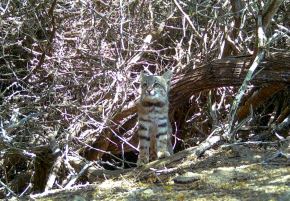 Una investigación académica con ayuda de cámaras trampa permitió registrar al gato de pajonal en la Reserva Nacional de Illescas, una especie difícil de avistar. ANDINA/Difusión