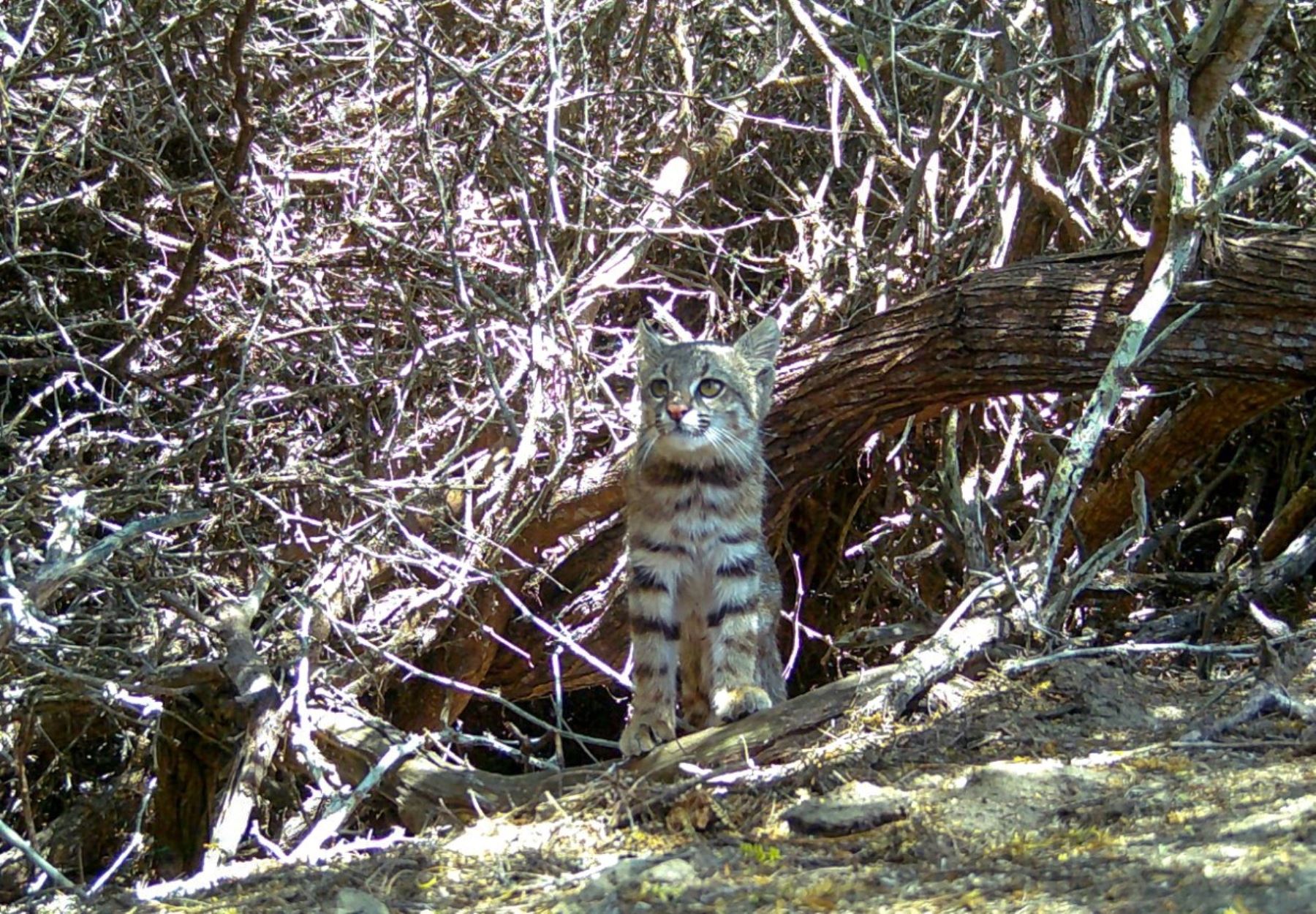 Valioso hallazgo en Piura: registran presencia del gato de pajonal en la Reserva Illescas