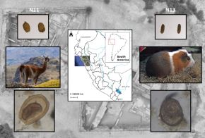 Investigación parasitoarqueológica aporta evidencias sobre la crianza simultánea de cuyes y camélidos en sitio arqueológico Licapa 2, ubicado en el Valle de Chicama, así como la presencia de parásitos que habrían afectados a estos animales. ANDINA/Difusión