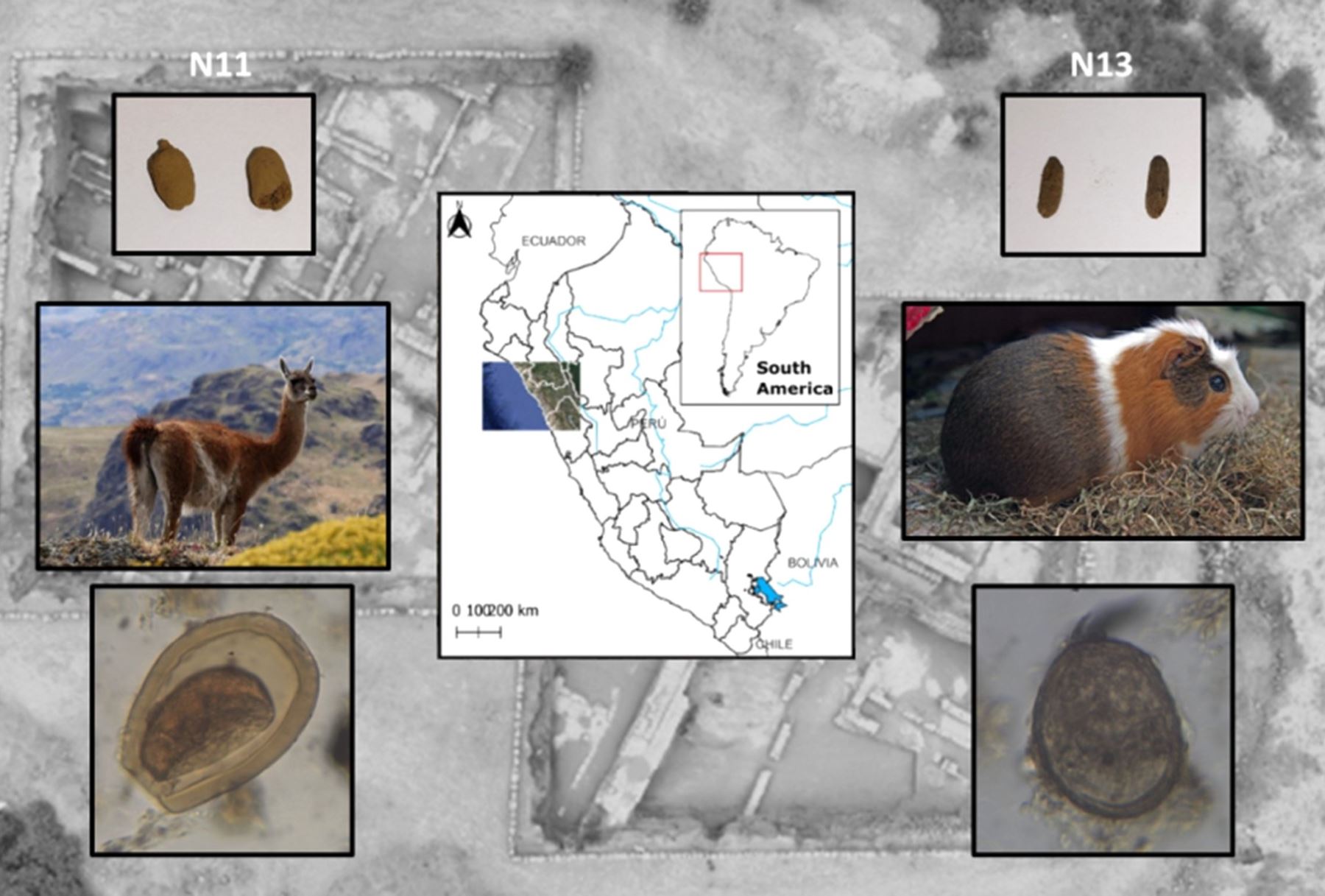 Estudio arqueológico revela crianza de cuy y camélidos, y evidencia temprana de parásitos