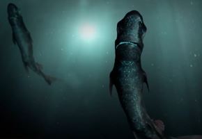 El tiburón linterna es una especie que habita en las profundidades del mar peruano. Su hallazgo fue logrado por investigadores del Imarpe en un estudio realizado en el mar frente a Arequipa. Foto: Captura TV