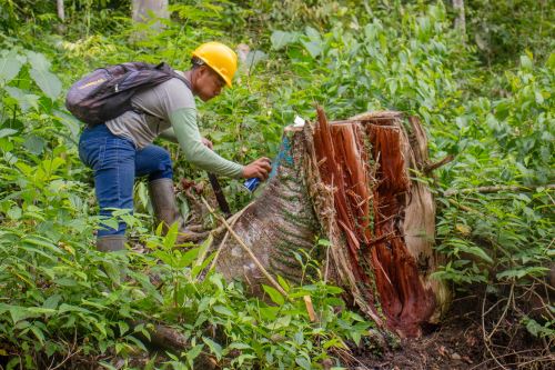 Osinfor resaltó el trabajo que realiza la comunidad asháninla Coriteni Tarso en el manejo forestal sostenible de sus bosques y afirmó que esa labor puede servir de modelo para la Selva Central. ANDINA/Difusión