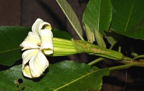Un equipo científico internacional formado por investigadores de España, Colombia, Perú, Alemania, Bulgaria y Estados Unidos ha descrito un nuevo género de árboles de la familia de plantas solanáceas que es endémico de los bosques húmedos montanos de los Andes de Colombia y Perú. EFE/ Robin Fernández Hilario