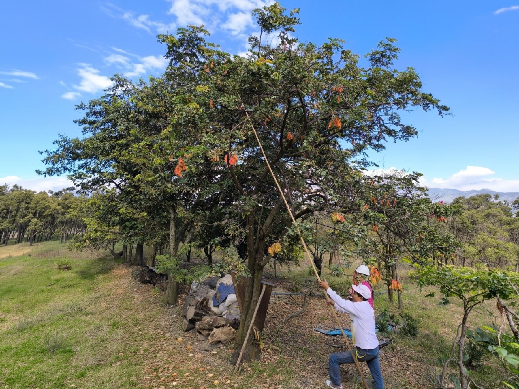 La tara se pone de moda: meta en 2026 es producir más de 7000 toneladas en varias regiones