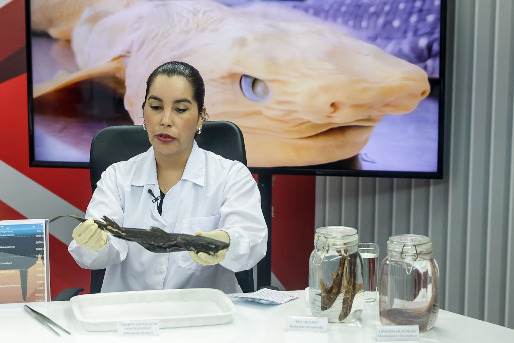 En ese contexto, se destacó el registro del pez abisal, conocido como “pez diablo”, especie adaptada a condiciones extremas y popularizada por su aparición en la película Buscando a Nemo. Foto: ANDINA/Luis Iparraguirre.