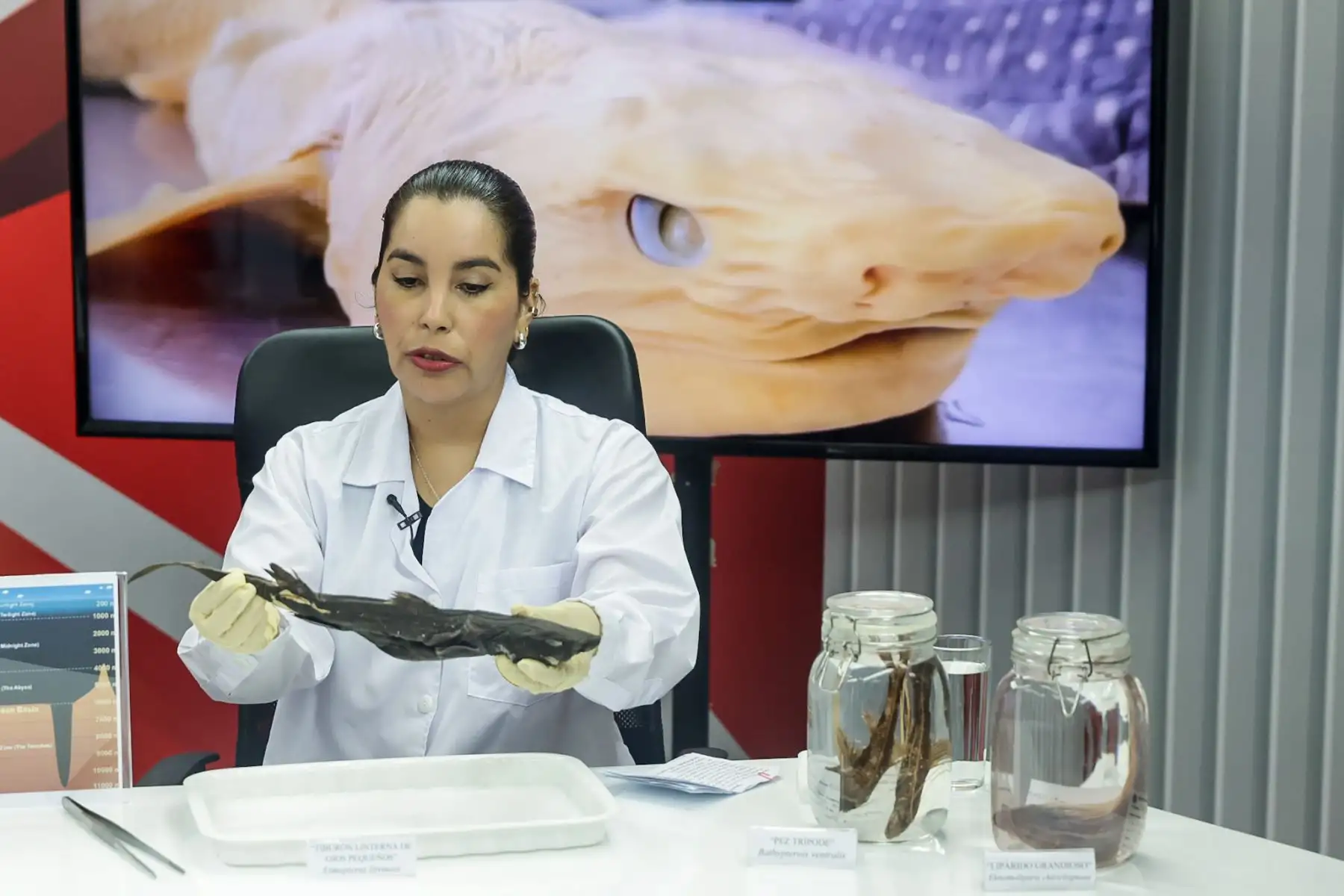 En ese contexto, se destacó el registro del pez abisal, conocido como “pez diablo”, especie adaptada a condiciones extremas y popularizada por su aparición en la película Buscando a Nemo. Foto: ANDINA/Luis Iparraguirre.