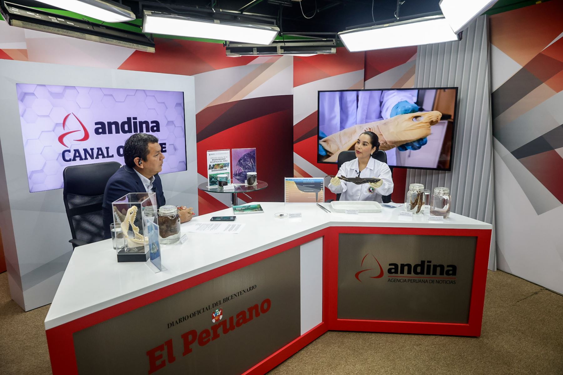 La jornada incluyó una demostración en Andina TV, donde los especialistas exhibieron algunas especies y resaltaron la importancia del monitoreo científico y las colecciones biológicas para el estudio de la biodiversidad marina. Foto: ANDINA/Luis Iparraguirre.