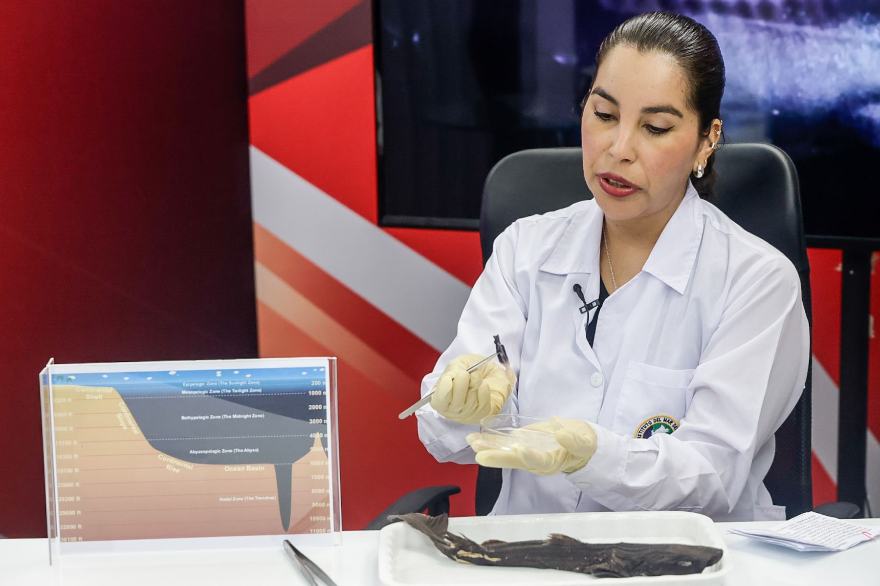 Asimismo, explicaron que los ejemplares analizados presentaban la presencia del parásito Anelasma squalicola, constituyendo el primer registro confirmado de este organismo en el Perú. Foto: ANDINA/Luis Iparraguirre.