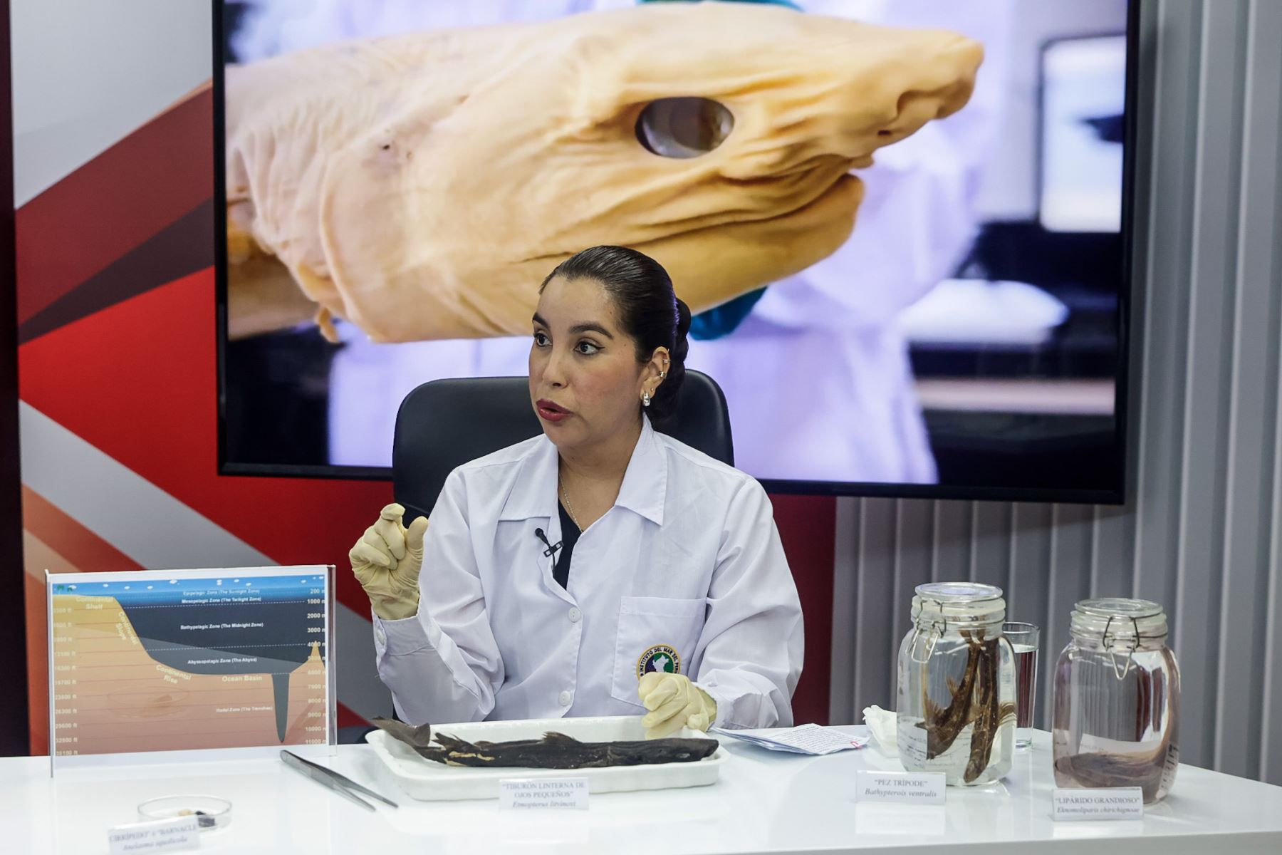 Los especialistas detallaron que esta especie habita en zonas profundas donde no llega la luz solar, entre los 1400 y 1450 metros, lo que explica su escaso registro y conocimiento previo en el país. Foto: ANDINA/Luis Iparraguirre.