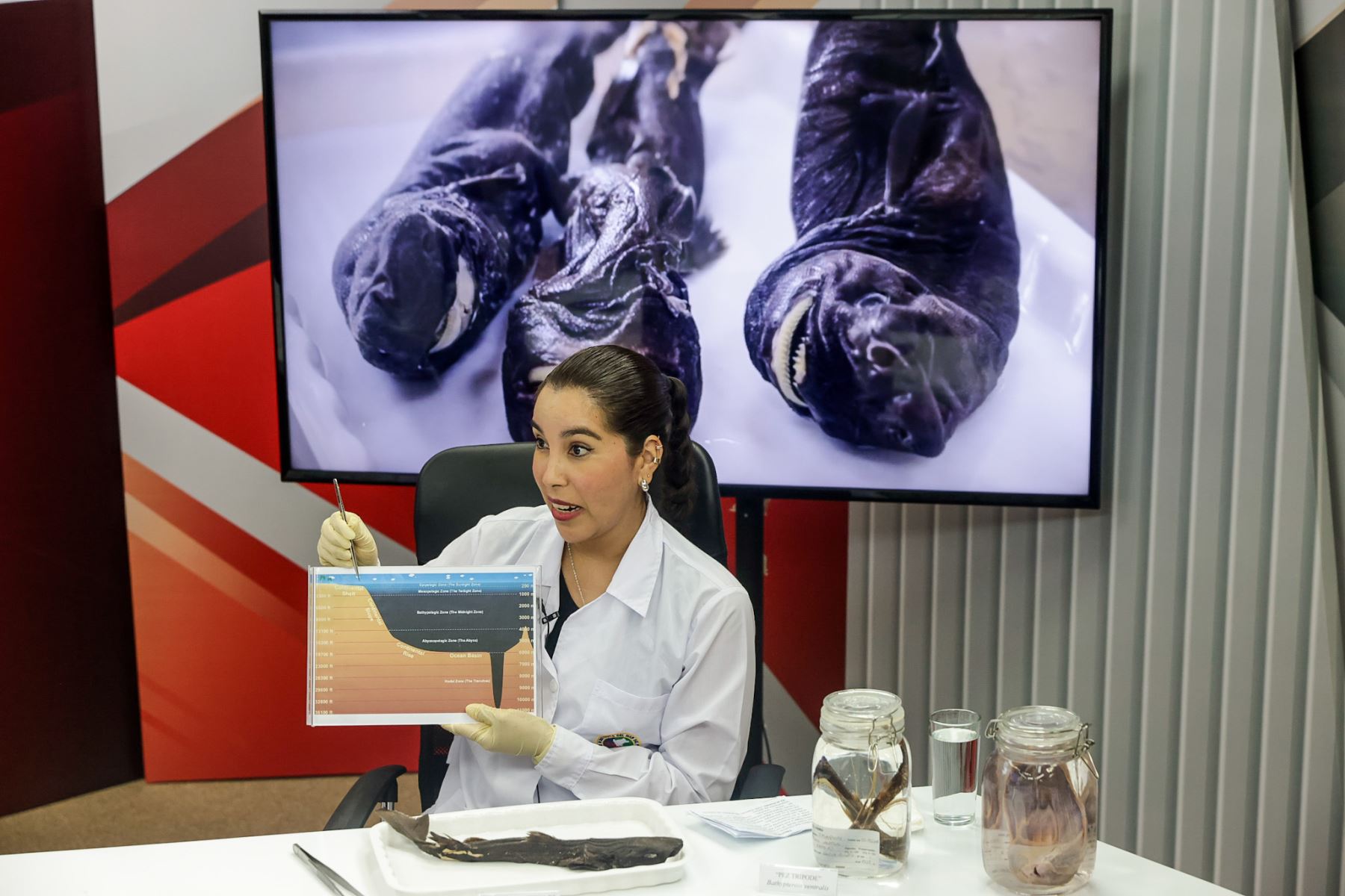 La explicación se centró en el reciente hallazgo del tiburón linterna de ojos pequeños (Etmopterus litvinovi), registrado por primera vez en el mar peruano a partir del análisis de ejemplares capturados frente a las costas de Ilo y Arequipa. Foto: ANDINA/Luis Iparraguirre.